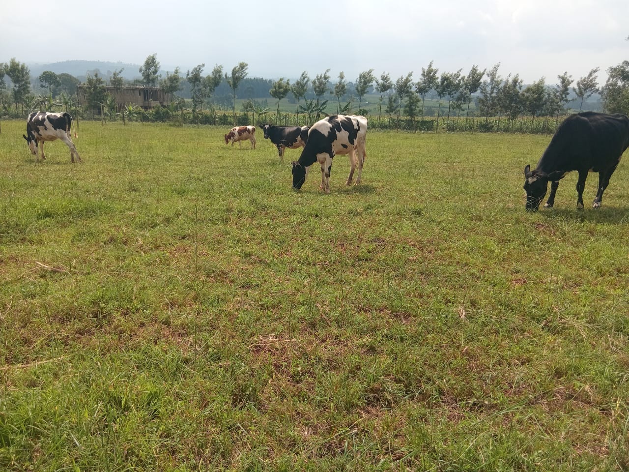 Farm