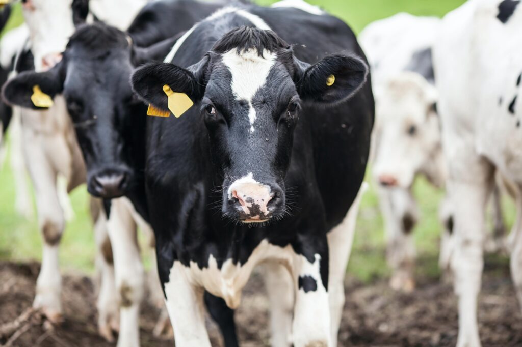 Dairy Production