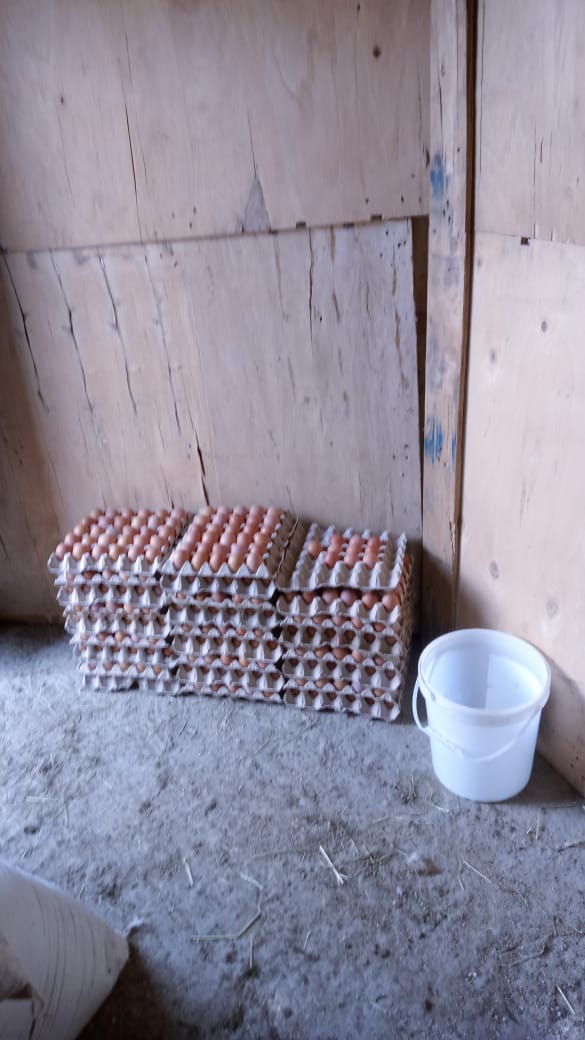 Egg Trays