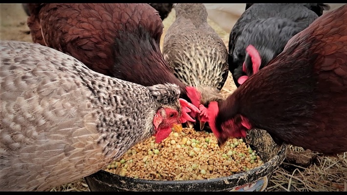 Chicken Feeds